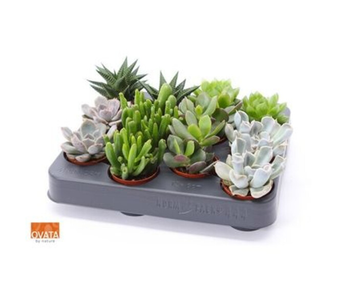 SUCCULENTE VARIEE XXL