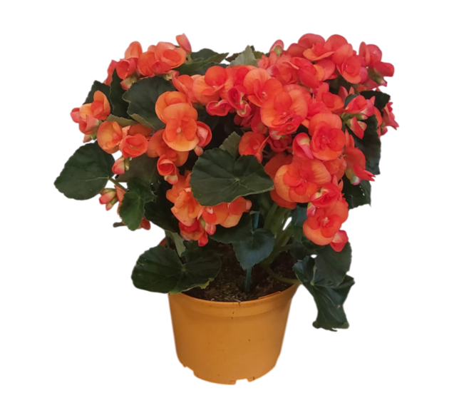 BEGONIA RIEGGER P COLORE