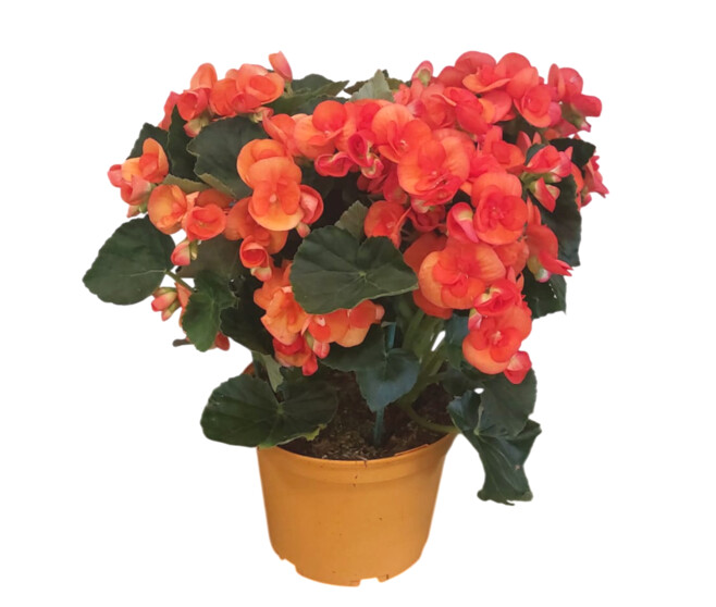 BEGONIA RIEGGER P COLORE