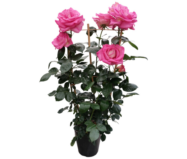 ROSIER G FL PALISSE