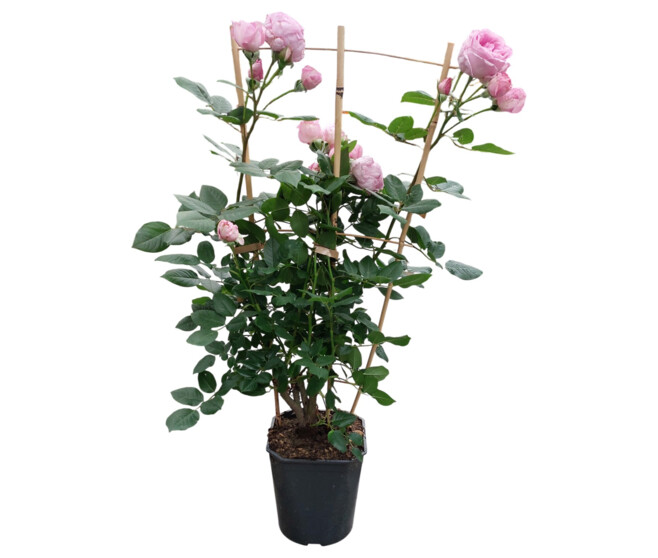 ROSIER G FL PALISSE