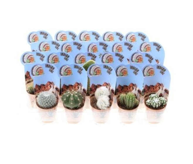 CACTUS VARIES P DECO