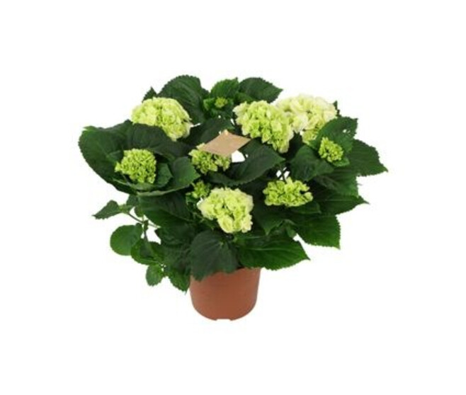 HORTENSIA 5FL BLANC DECORUM