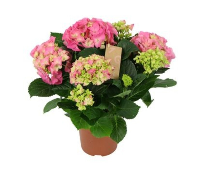 HORTENSIA 5FL ROSE DECORUM