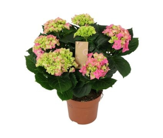 HORTENSIA 7FL ROSE DECORUM