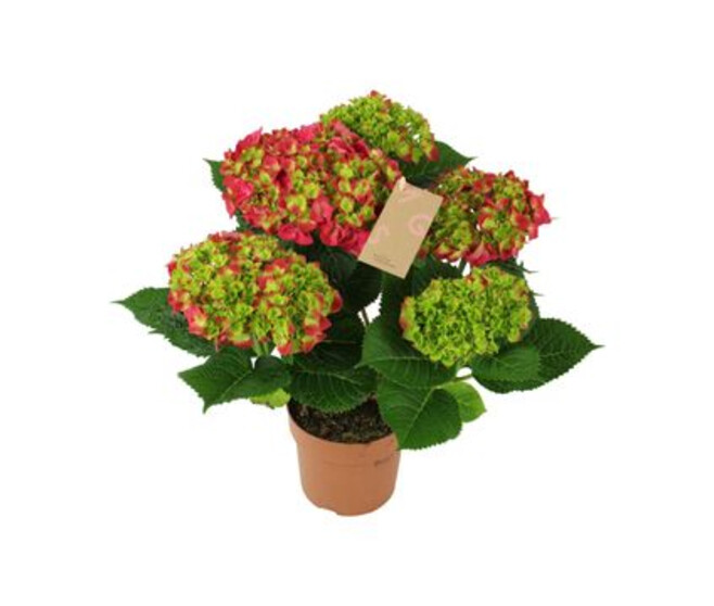 HORTENSIA 5FL ROUGE DECORUM