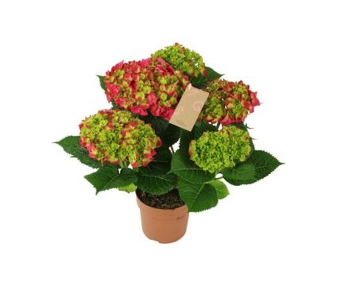 HORTENSIA 5FL ROUGE DECORUM
