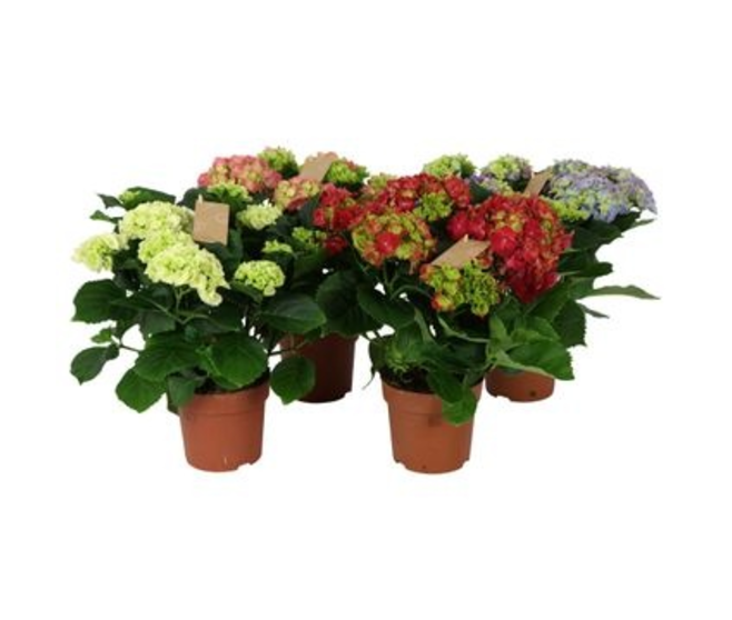 HORTENSIA 7FL DECORUM