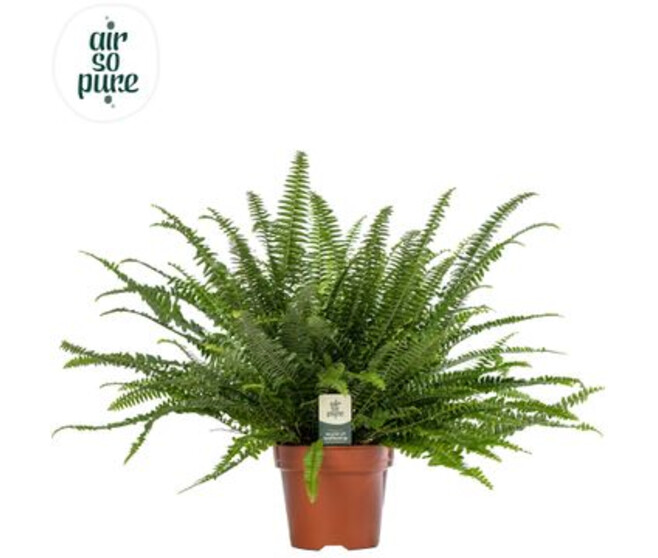 NEPHROLEPIS GREEN LADY