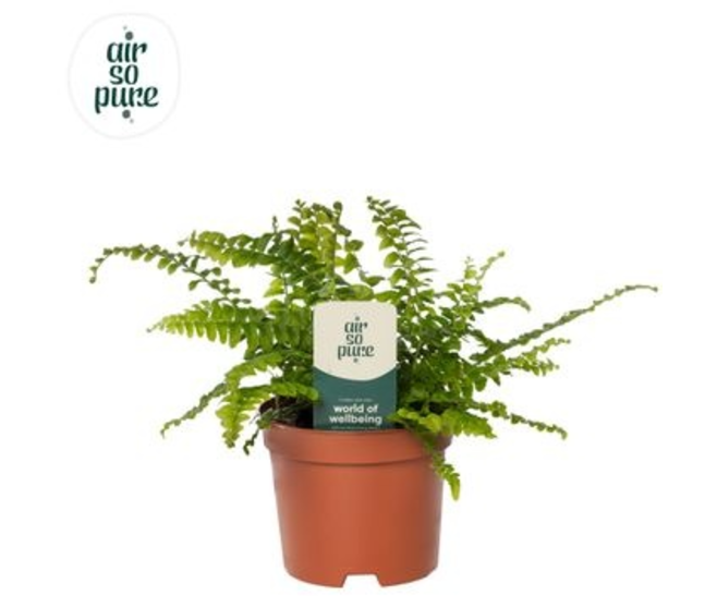 NEPHROLEPIS GREEN LADY