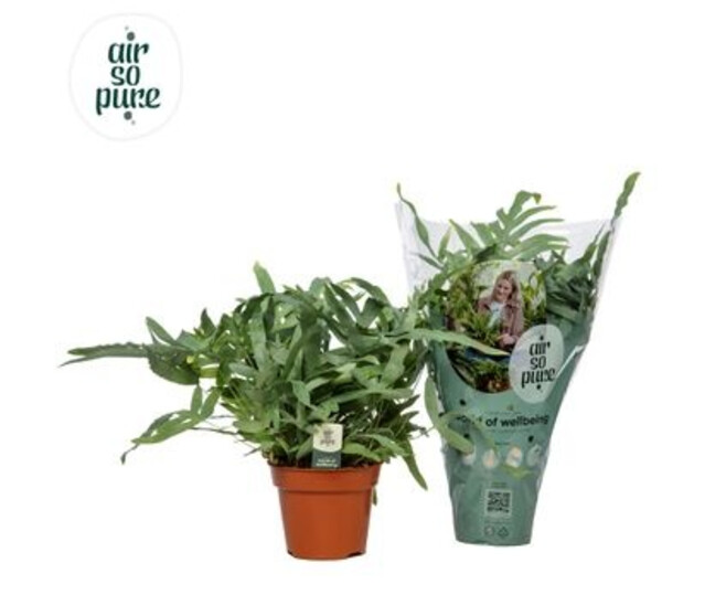 PHLEBODIUM BLUE STAR AIR SO PURE