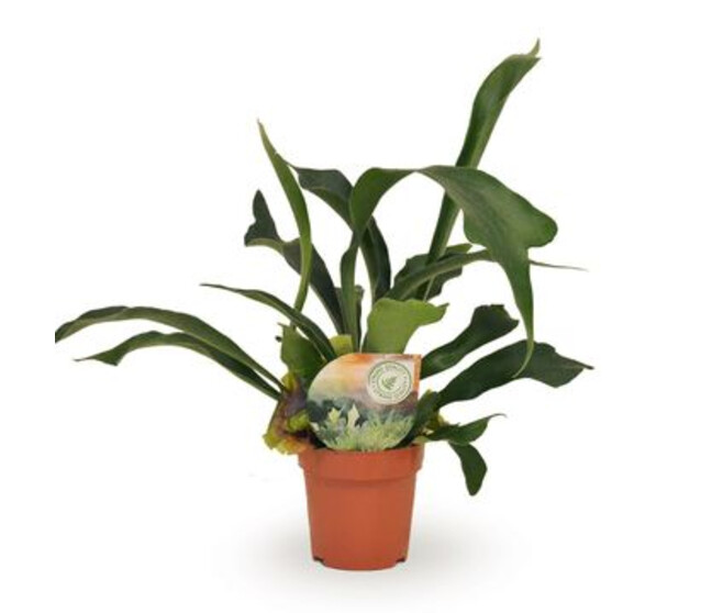 PLATYCERIUM BIFURCATUM