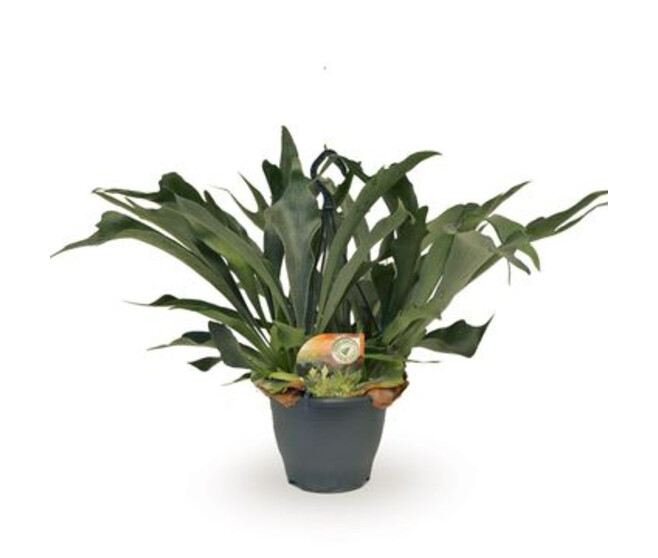 PLATYCERIUM BIFURCATUM SUSP