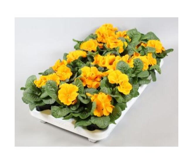 PRIMEVERE ACAULIS ORANGE