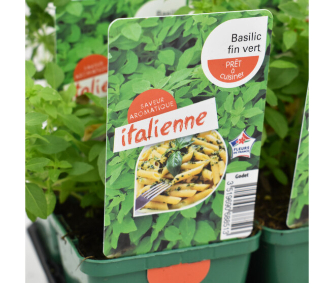 BASILIC FIN VERT