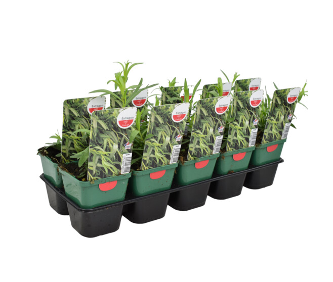 ESTRAGON