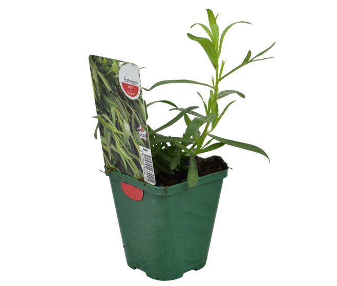 ESTRAGON