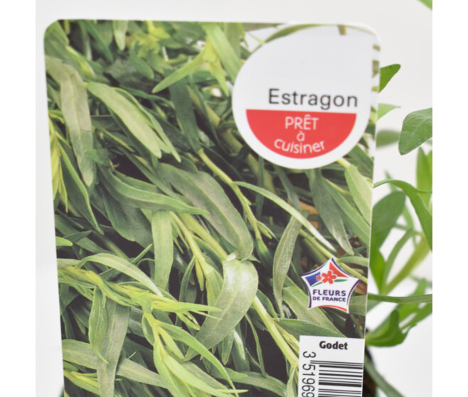 ESTRAGON
