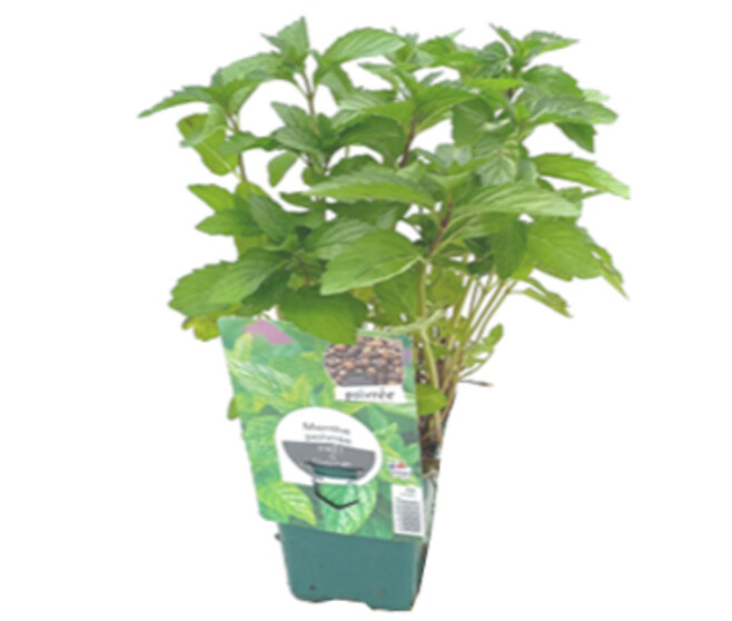 MENTHE POIVREE
