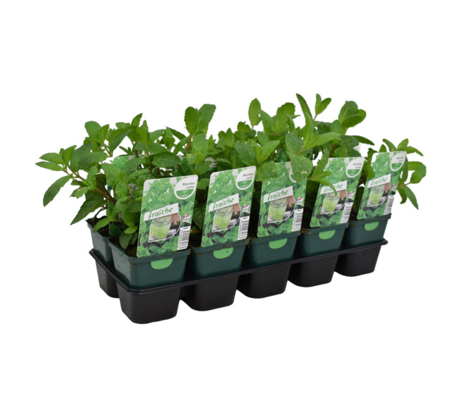 MENTHE VERTE