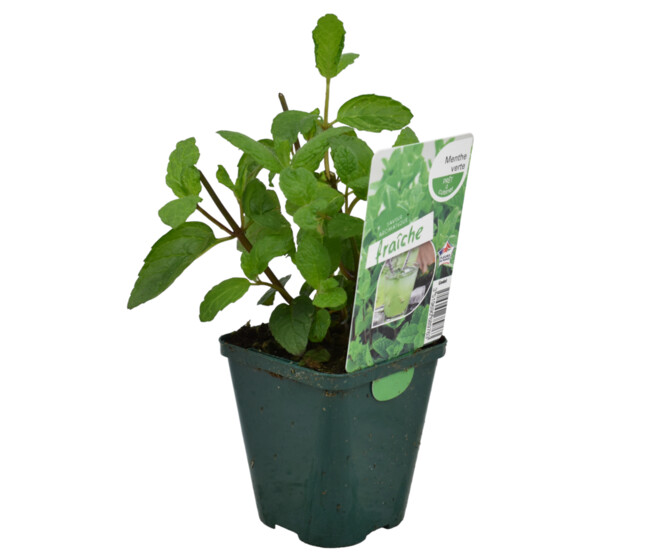 MENTHE VERTE