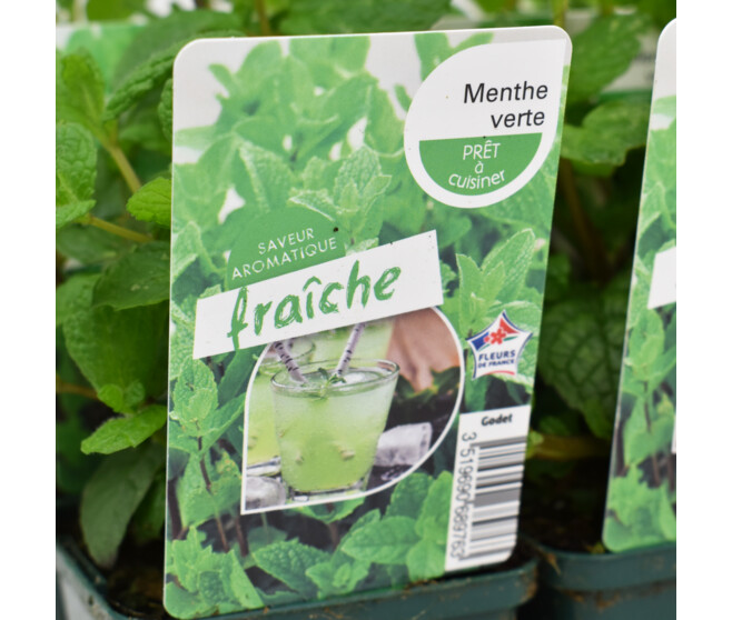 MENTHE VERTE