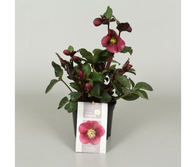 HELLEBORE ANNA S RED