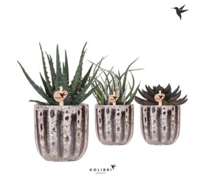 SUCCULENTE CERAM