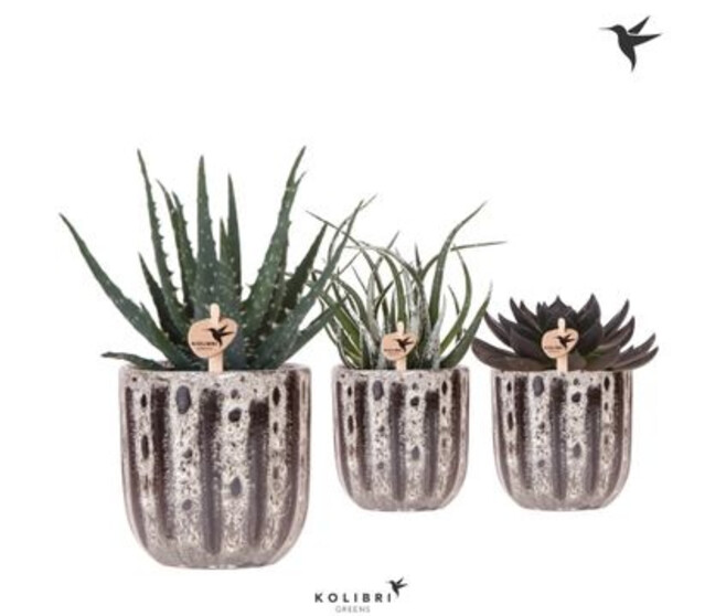 SUCCULENTE CERAM