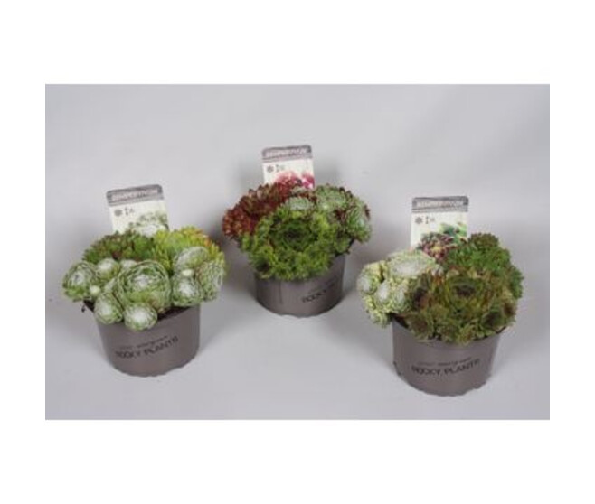 SEMPERVIVUM X3