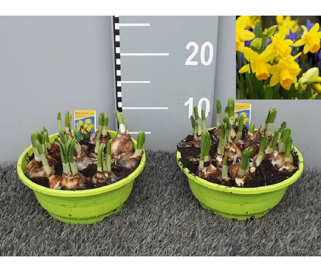 NARCISSE T.A.T. COUPE