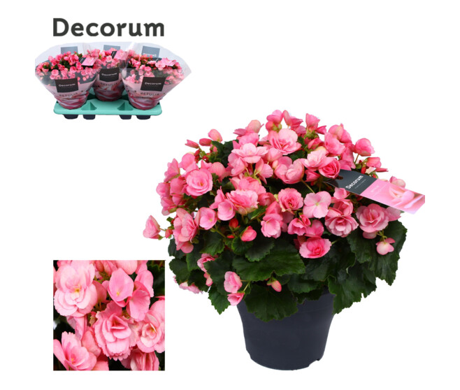 BEGONIA BETULIA CANDY ROSE