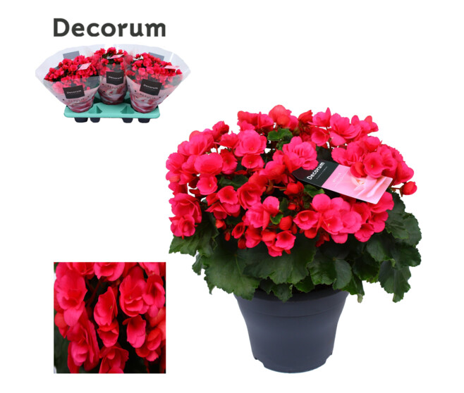 BEGONIA BETULIA PINK LILAS