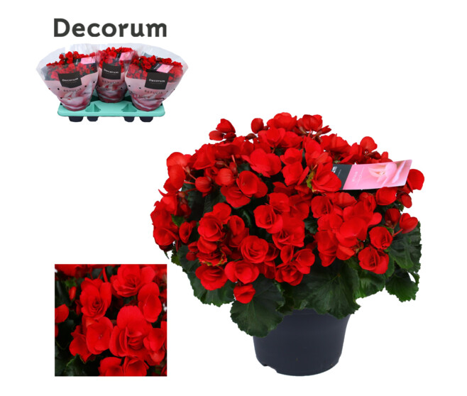 BEGONIA BETULIA ROUGE
