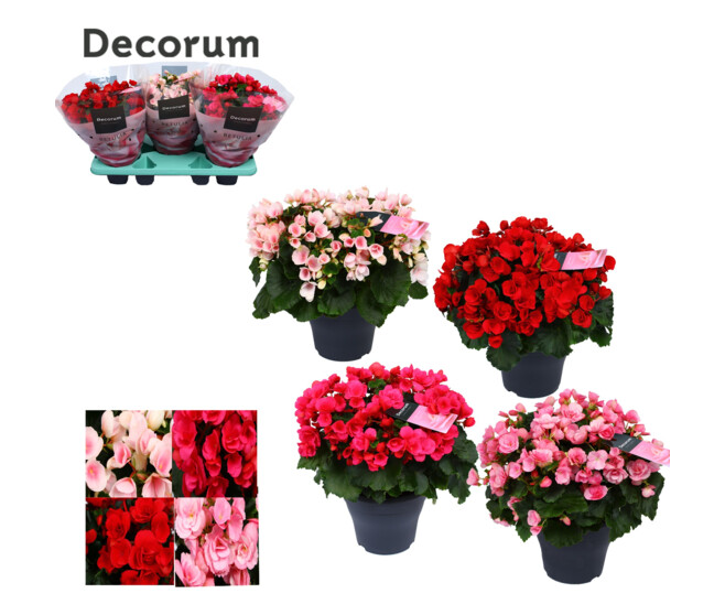 BEGONIA BETULIA VARIE