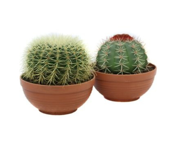 CACTUS BOULE COUPE TERRE