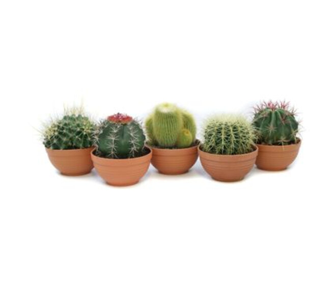 CACTUS COUPE TERRE