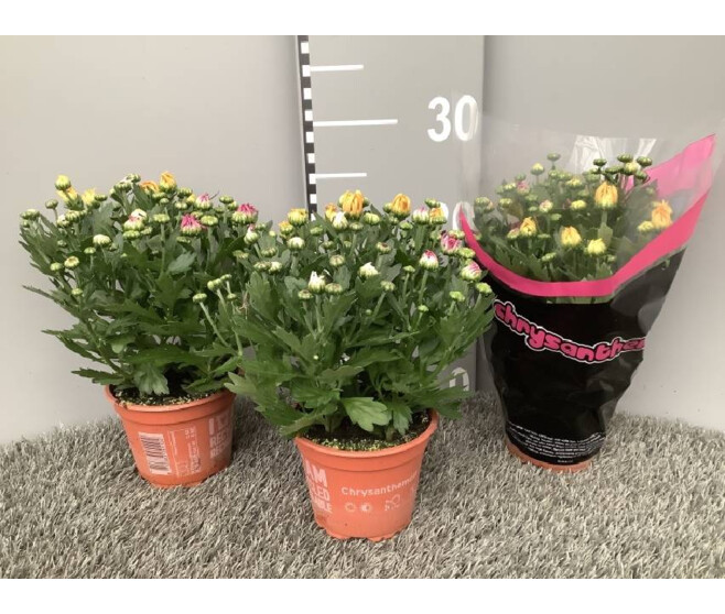 DENDRANTHEMA 3PP CARNAVAL