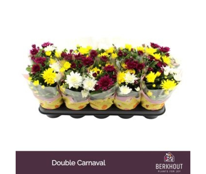 DENDRANTHEMA 3PP CARNAVAL