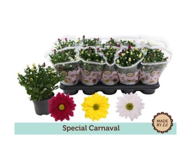 DENDRANTHEMA 3PP CARNAVAL