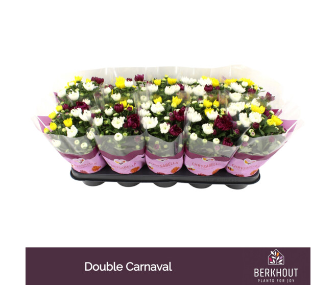 DENDRANTHEMA 3PP CARNAVAL