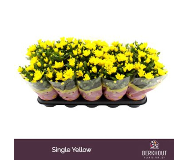 DENDRANTHEMA HEAT YELLOW 3PP