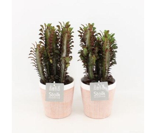 EUPHORBIA TRIGONA RUBRA P TERRE