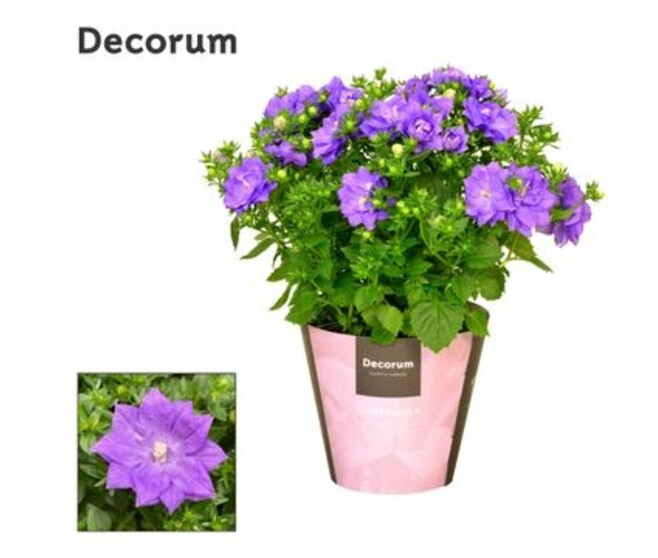 CAMPANULE ISOPHYLLA DUBLIN BLEU DECORUM