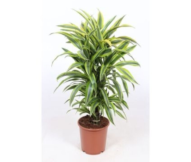 DRACAENA LEMON LIME RAMIFIE