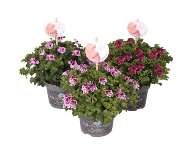 PELARGONIUM GRANDIFLORUM VARIE