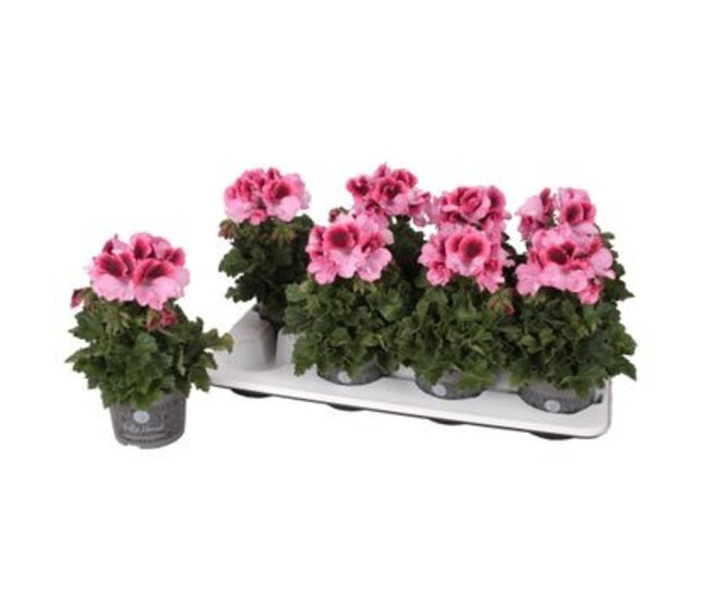 PELARGONIUM GRANDIFLORUM VARIE