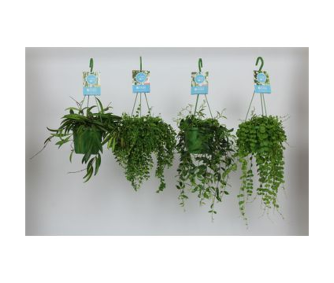 PLANTES VARIEES SUSP