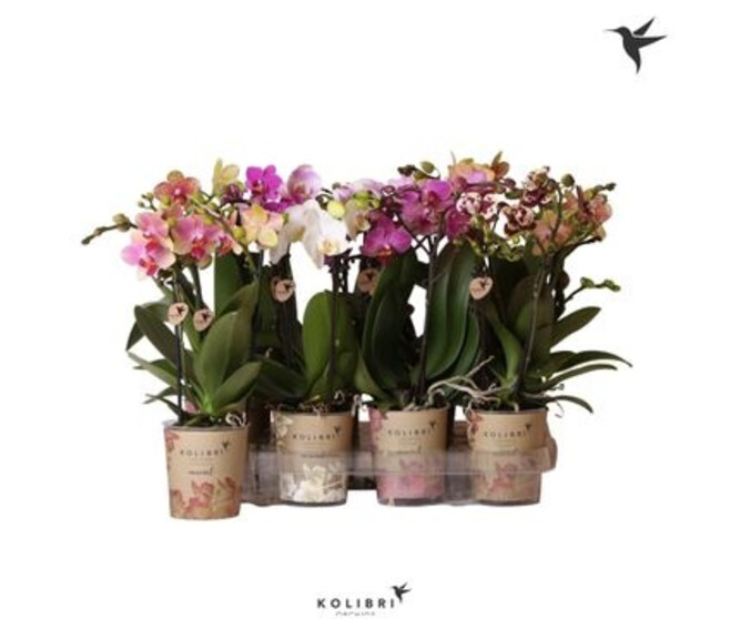 PHALAENOPSIS 2BR MF VARIE