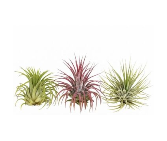 TILLANDSIA IONANTHA